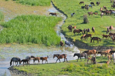 Vahşi at sürüsü nehirde su içer.