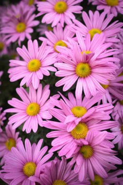 Bahçede çiçek açmış pembe papatyalar. Güzel pembe çiçekler.