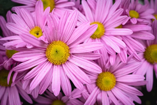 Рожеві Ромашки Повному Розквіті Саду Прекрасні Рожеві Квіти — стокове фото