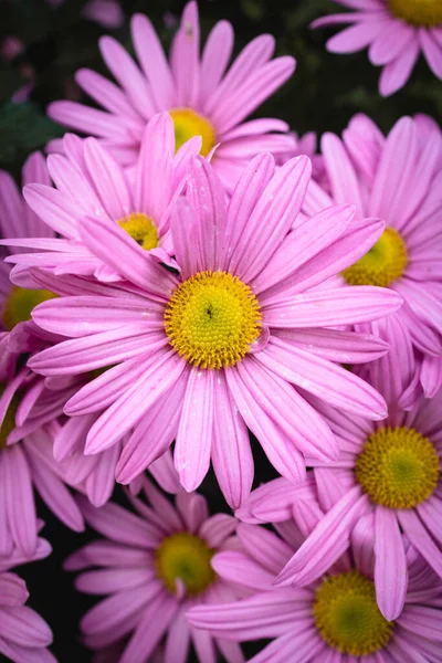 Bahçede Çiçek Açmış Pembe Papatyalar Güzel Pembe Çiçekler — Stok fotoğraf