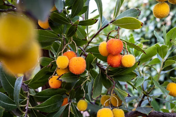 Branches of a strawberry tree with fresh and ripe fruit