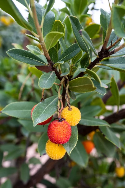 Branches of a strawberry tree with fresh and ripe fruit