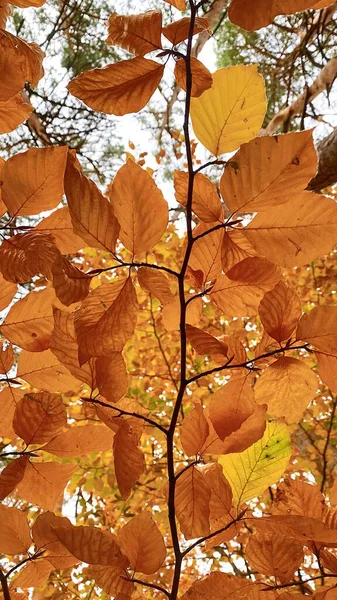 Ліс Деревами Восени Деревами Гілками Листям Осінніх Тонів — стокове фото