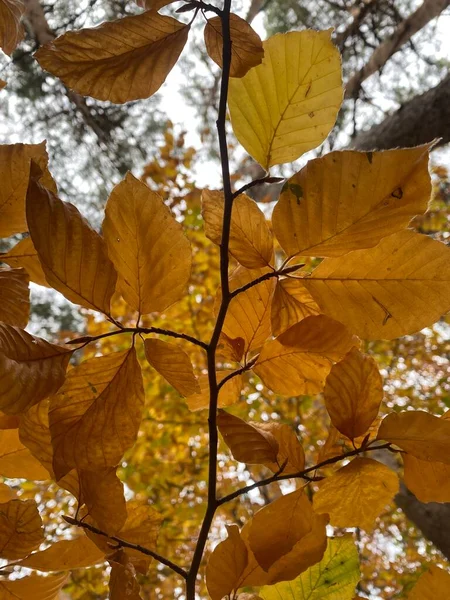 Ліс Деревами Восени Деревами Гілками Листям Осінніх Тонів — стокове фото