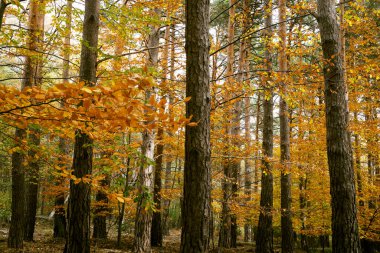 Sonbaharda ağaçlı orman, sonbaharda yapraklı dallar ve ağaçlar.