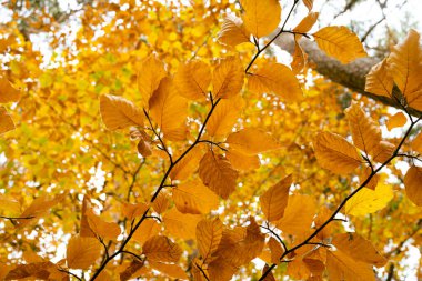 Sonbaharda ağaçlı orman, sonbaharda yapraklı dallar ve ağaçlar.