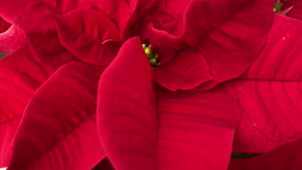 Bloeiende Poinsettia Typisch Voor Kerstversiering Typische Rode Kerstbloem — Stockvideo