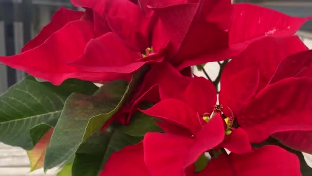 Kwitnąca Poinsecja Typowa Dla Świątecznej Dekoracji Typowy Czerwony Kwiat Bożego — Wideo stockowe