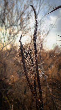 Çiy damlalı örümcek ağı