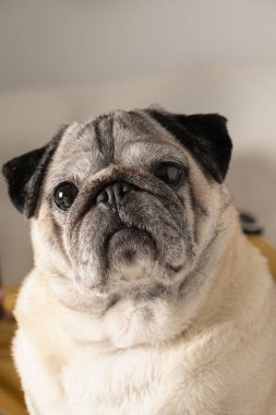 Portrait of pug breed dog with adorable face