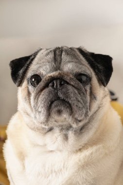 Portrait of pug breed dog with adorable face