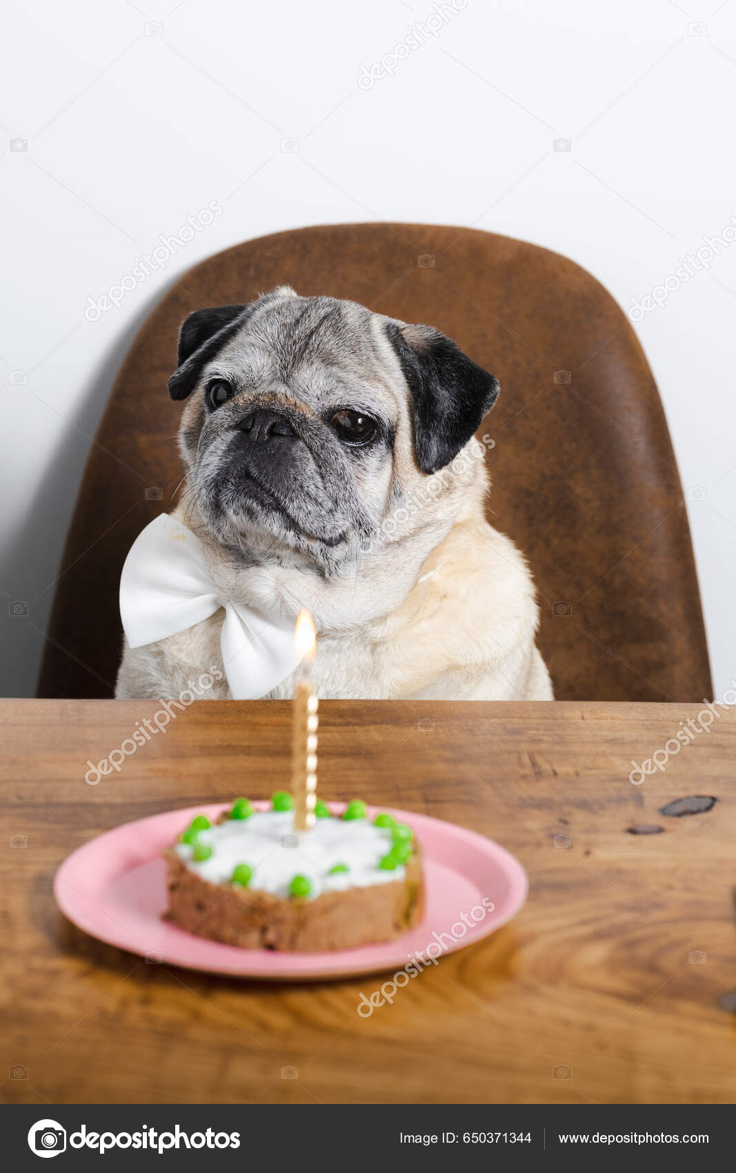 Pug eating cake online