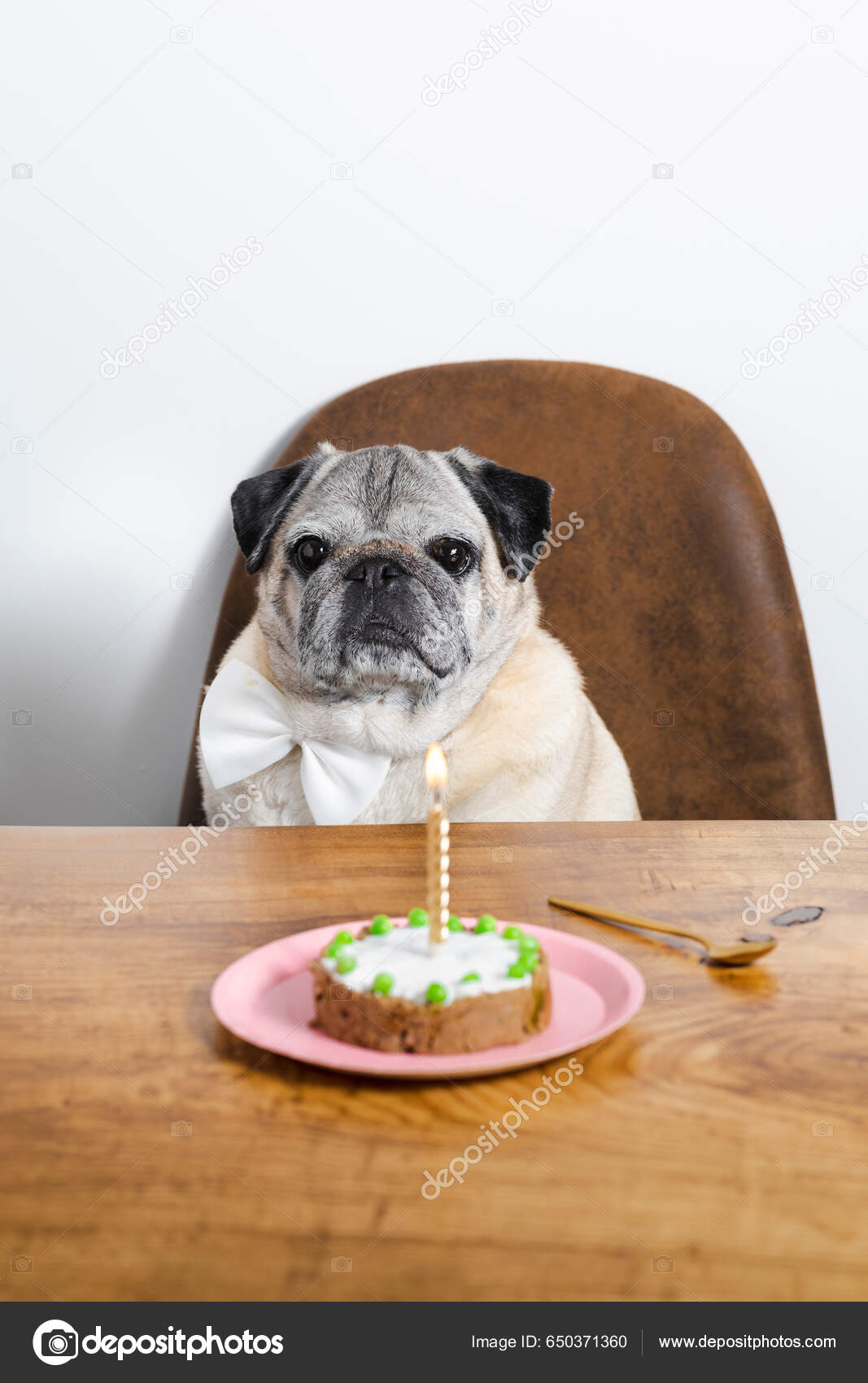 Pug top eating cake