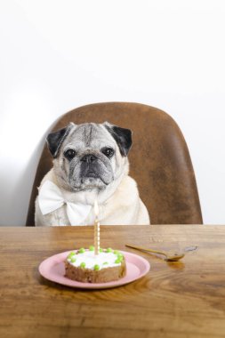 Güzel pug cins köpek doğum gününü pastayla kutluyor. Köpek doğum günü pastası.