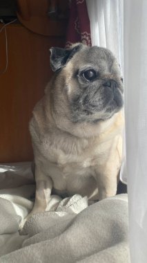 Bir karavanın içinde güzel bir köpek cinsi. Köpeklerle seyahat etmek. Pencereden dışarı bakan köpek.