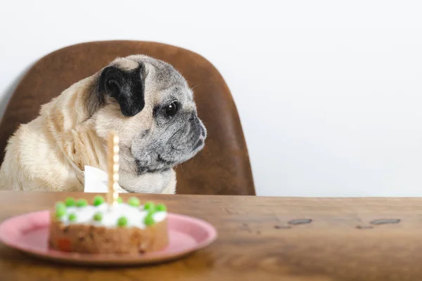 stock image Beautiful pug breed dog celebrating his birthday with a cake. Dog birthday cake.