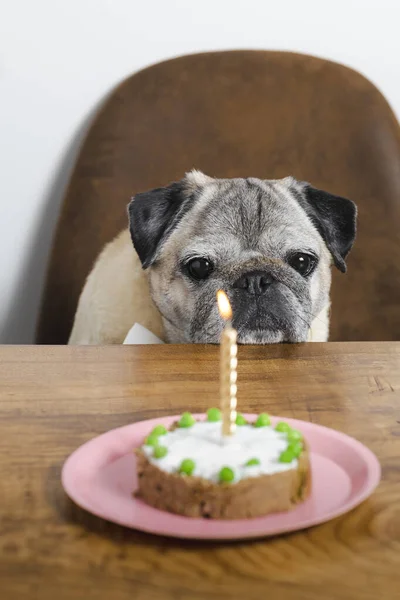Bonito Cachorro Raça Cão Comemorando Seu Aniversário Com Bolo Bolo — Fotografia de Stock