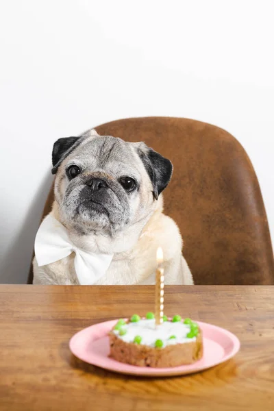 Güzel pug cins köpek doğum gününü pastayla kutluyor. Köpek doğum günü pastası.