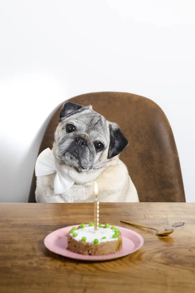 Красивая Собака Породы Мопсов Празднует Свой День Рождения Тортом Торт — стоковое фото