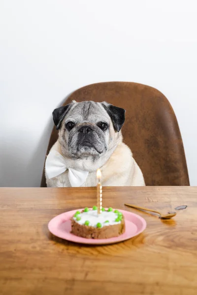 Hermoso Perro Raza Pug Celebrando Cumpleaños Con Pastel Pastel Cumpleaños —  Fotos de Stock