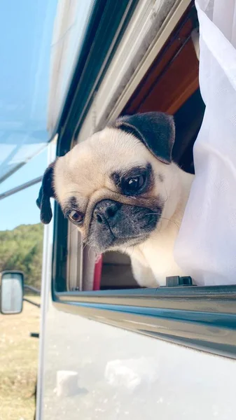 Pug Dog Leaning Out Window Motorhome Traveling Dogs Adventures Road — Stock Photo, Image