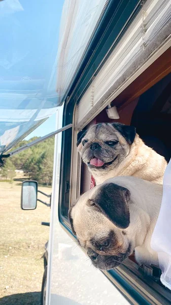 Cão Pug Encostado Janela Uma Autocaravana Viajar Com Cães Aventuras — Fotografia de Stock