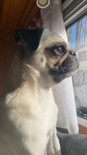 Krásný Pes Obytném Přívěsu Cestování Psy Pes Dívá Okna — Stock fotografie