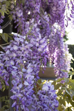 Bahçedeki bir ağaçtan sarkan salkım.