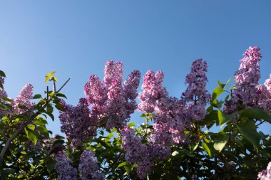 Çiçek açmış leylak çalısı.