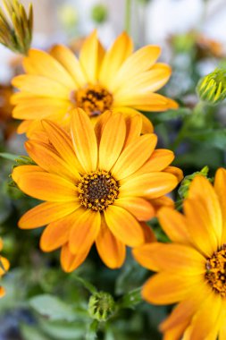 Baharda bahçede çiçek açan sarı papatyalar.