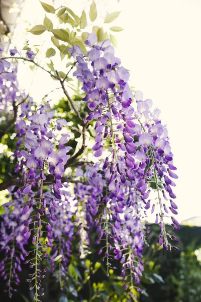 挂在花园里一棵树上的紫藤 — 图库照片
