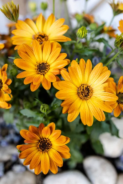 Baharda Bahçede Çiçek Açan Sarı Papatyalar — Stok fotoğraf