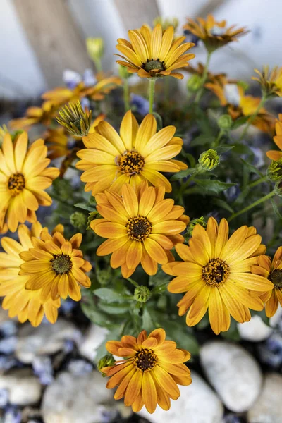 Baharda Bahçede Çiçek Açan Sarı Papatyalar — Stok fotoğraf