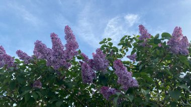 Leylaklar baharda çiçek açıyor.