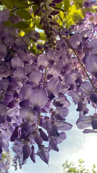 Wisteria Winorośl Purpurowymi Kwiatami — Zdjęcie stockowe
