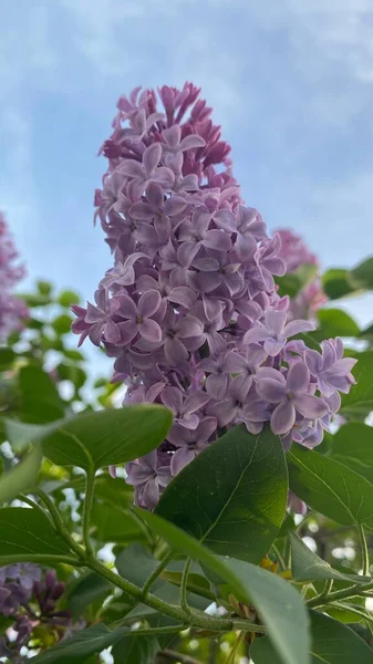Lilacs Kwitną Wiosną — Zdjęcie stockowe