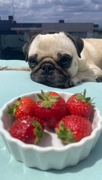 Een Pug Die Naar Een Kom Aardbeien Kijkt Honden Fruit — Stockfoto