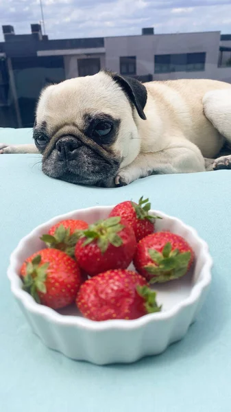 A pug looking at a bowl of strawberries. Dogs and fruit.  Dog food intolerances.