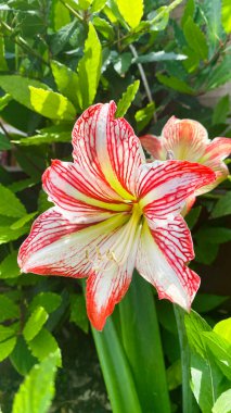 Büyüleyici bir Amaryllis Çiçeği.