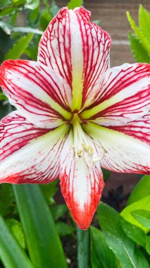 Büyüleyici bir Amaryllis Çiçeği.