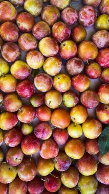 Meyve bahçesinden erikler, Tüketim için mükemmel ya da ev yapımı reçel