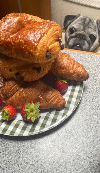 Roztomilý Pug Odolává Pokušení Sladké Croissanty Jídlo Nevhodné Pro Psy — Stock fotografie