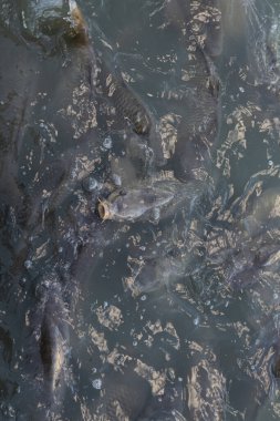 Madrid 'deki El Retiro Park gölündeki sazan balığı.