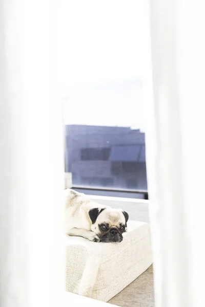 Расслабленная Собака Породы Мопсов Лежит Подушке Террасе Смотрит Изнутри Дома — стоковое фото