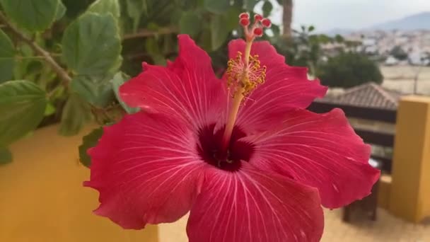 Videoclip Aproape Hibiscus Grădină — Videoclip de stoc
