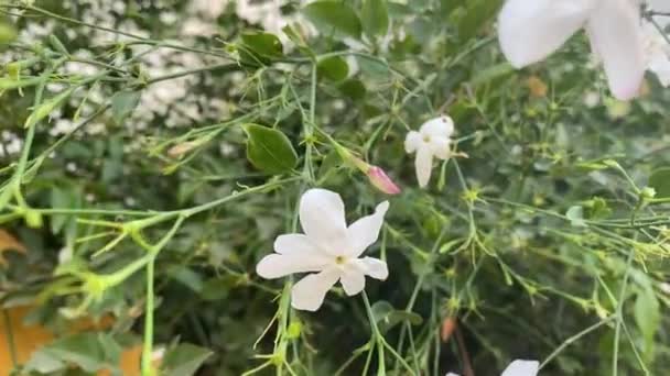 Kwiat Jaśminu Ogrodzie — Wideo stockowe