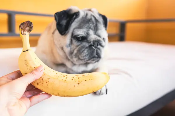Muzlu sevimli Pug. Köpekler için Sağlıklı Diyet. Köpekler ve meyveler
