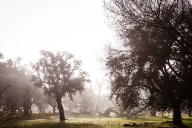 A Romantic Journey on the Lonely Road. A Misty Morning on the Spanish Countryside Road