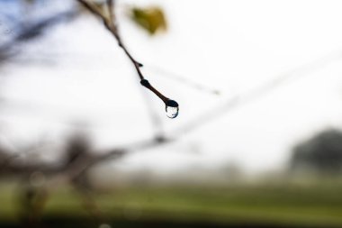 Mystical Morning Dew: Fog-Kissed Leaves and Glistening Droplets