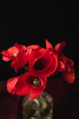 Vazoda koyu bir arka planda duran bir buket taze gelincik.